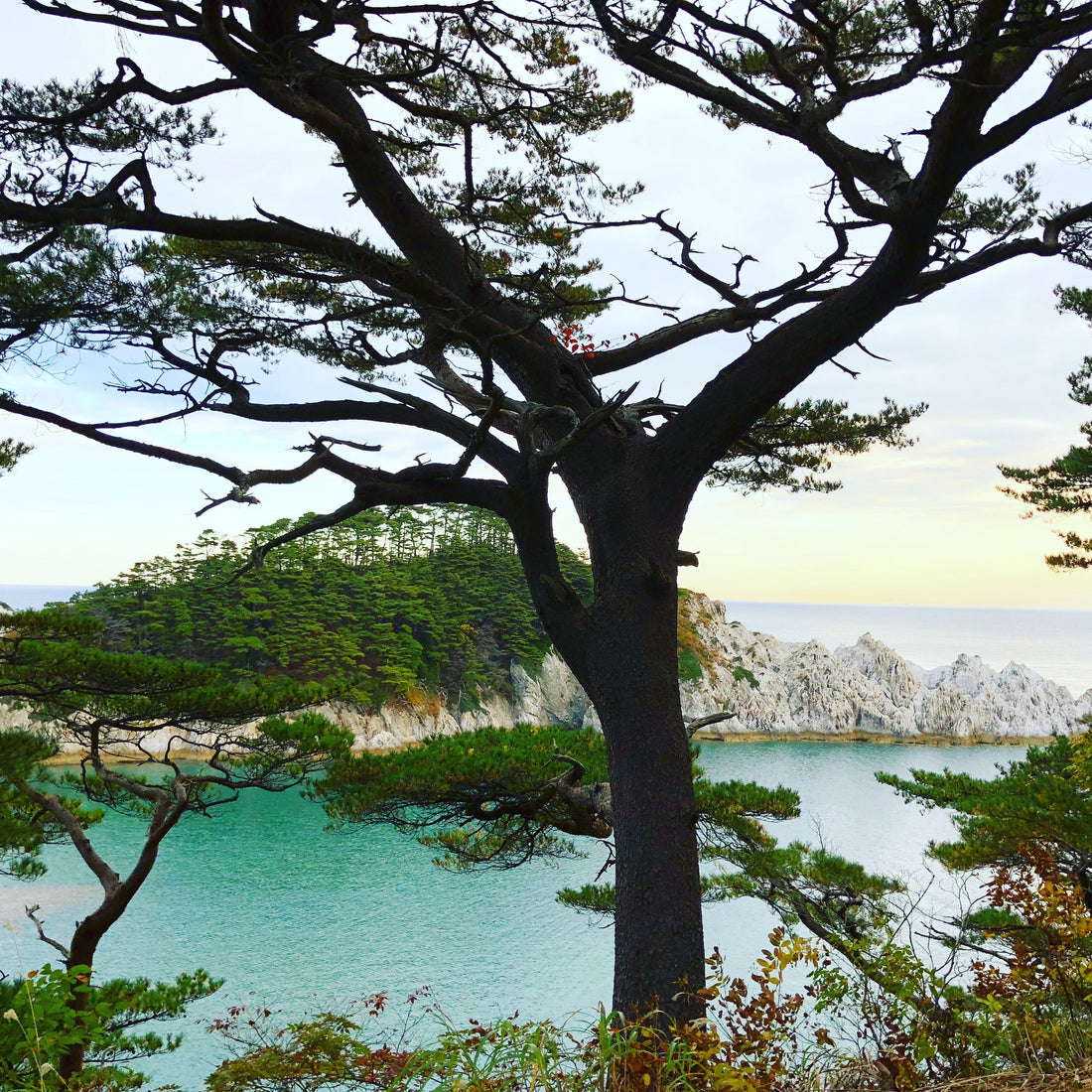 The Immunocologie x Blue Zones Connection: Longevity Starts with the Skin