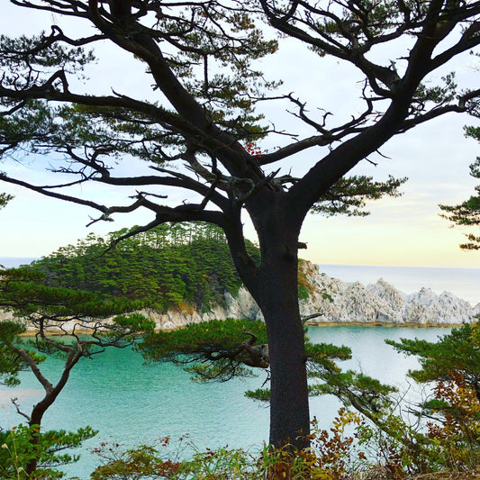 The Immunocologie x Blue Zones Connection: Longevity Starts with the Skin