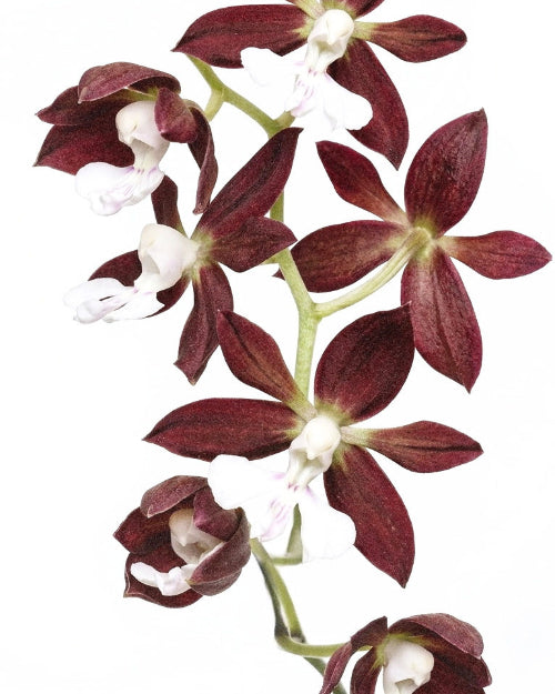 Close-up of maroon and white orchids on a white background